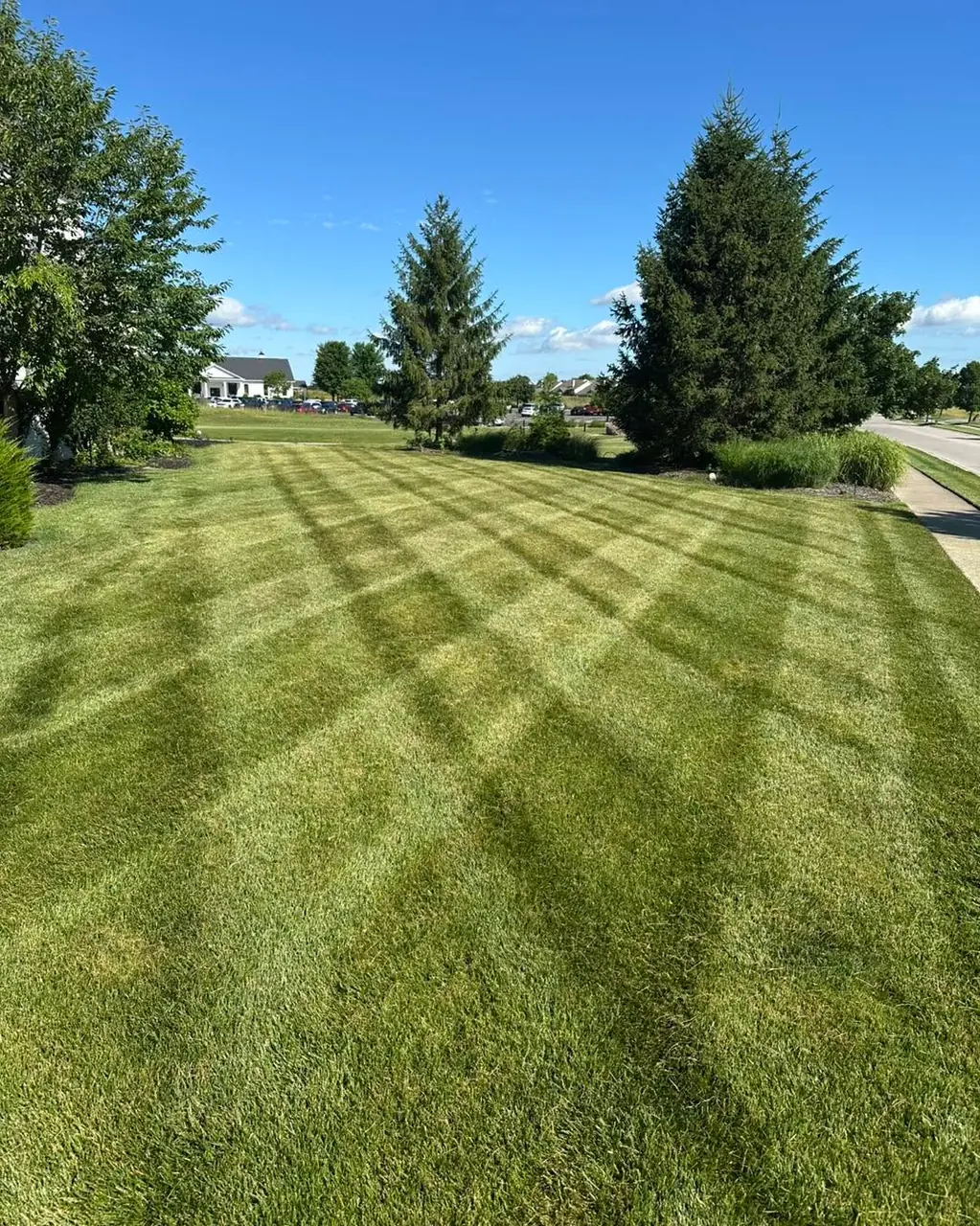 A wide back lawn mown in straight light and dark stripes running away from the camera toward a row of spruce trees under a clear blue sky