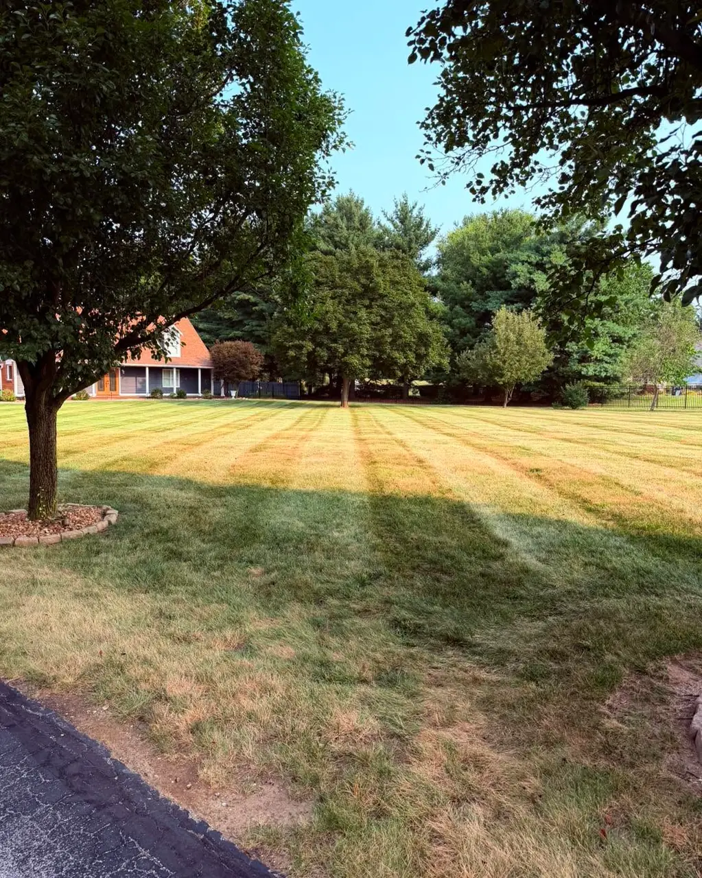 A lawn gone tan and straw coloured in midsummer dormancy, still showing clear mowing stripes, with a shade tree at the left